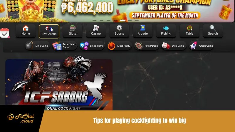 Tips for playing cockfighting to win big