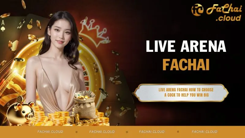 Live Arena FACHAI How to Choose a Cock to Help You Win Big